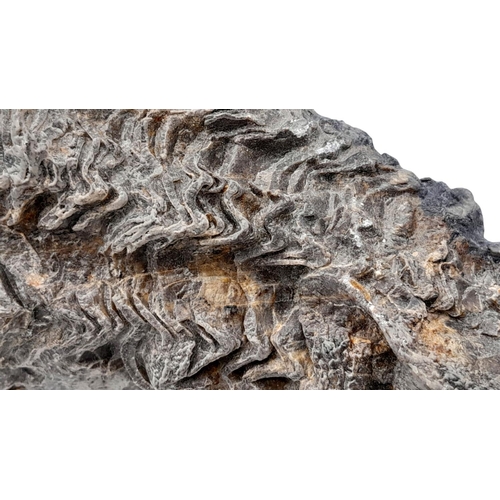 238 - A rare palaeontological find, a Radiolites sauvagesi (d’ Hombres-Firmas 1838) from the Parnassus Mou... 