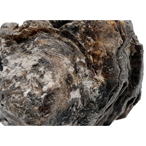 238 - A rare palaeontological find, a Radiolites sauvagesi (d’ Hombres-Firmas 1838) from the Parnassus Mou... 