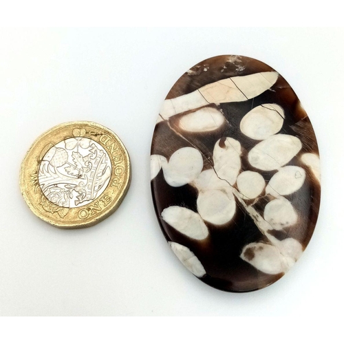 195 - A rare, palaeontological gem, a large (62 carats), unusual, petrified driftwood, often called PEANUT... 