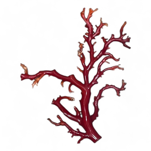 1632 - A Blood-Red Dragon-Shaped Coral Sculpture. Deep red coral with a dragon-like branching form and poli... 