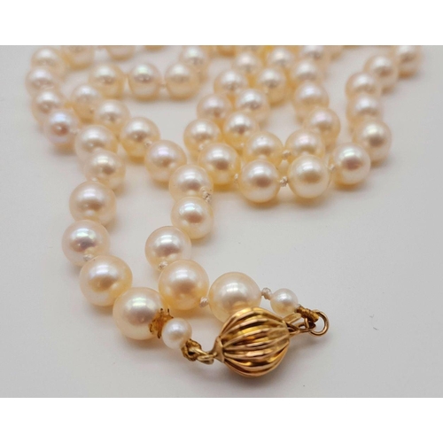 148 - A Cultured Pearl Necklace with a 14K Gold Ridged Bauble Clasp. Pearls - 7/8mm. Necklace length - 48c... 