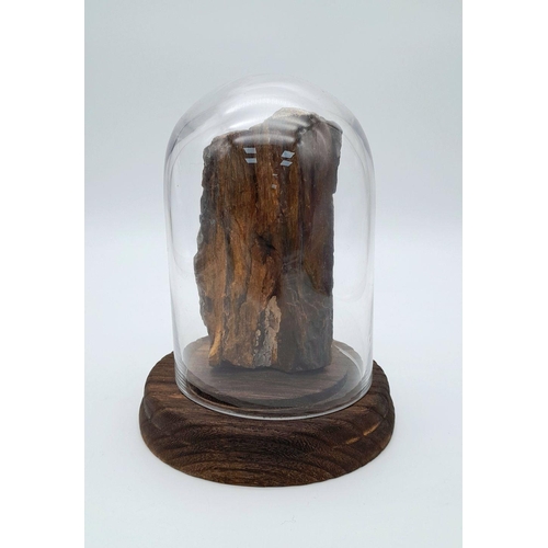 1808 - A rare agatized fossil wood from the Petrified Forrest of Lesvos, of “Outstanding Universal Value” a... 