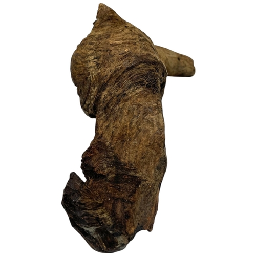 1506 - A collector's piece: high quality Natural Agarwood Root in its original form! The natural agarwood f... 