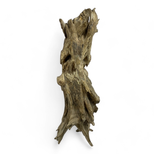 497 - A collector's piece: high quality large Natural Agarwood Root in its original form! Origin: from Qua... 