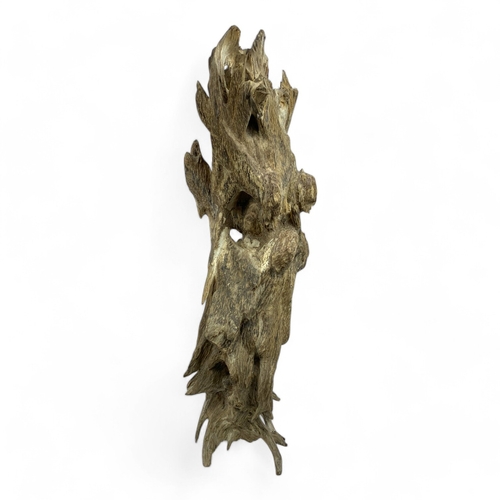 497 - A collector's piece: high quality large Natural Agarwood Root in its original form! Origin: from Qua... 