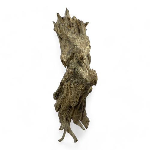 497 - A collector's piece: high quality large Natural Agarwood Root in its original form! Origin: from Qua... 