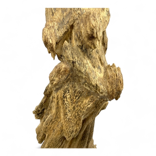 497 - A collector's piece: high quality large Natural Agarwood Root in its original form! Origin: from Qua... 