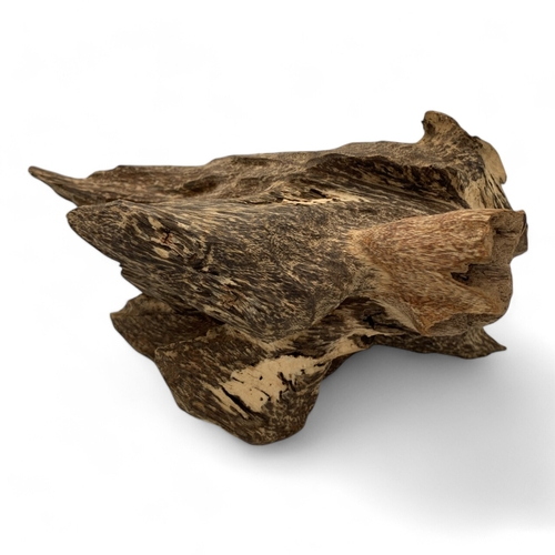 988 - A collector's piece: An Aquilaria Malaccensis Agarwood Sculpture, high quality large Natural Agarwoo... 