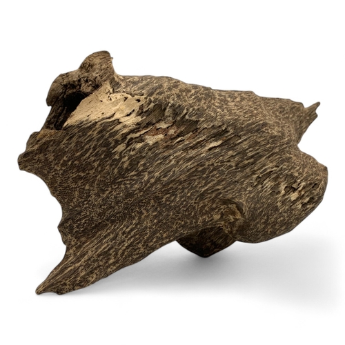 988 - A collector's piece: An Aquilaria Malaccensis Agarwood Sculpture, high quality large Natural Agarwoo... 