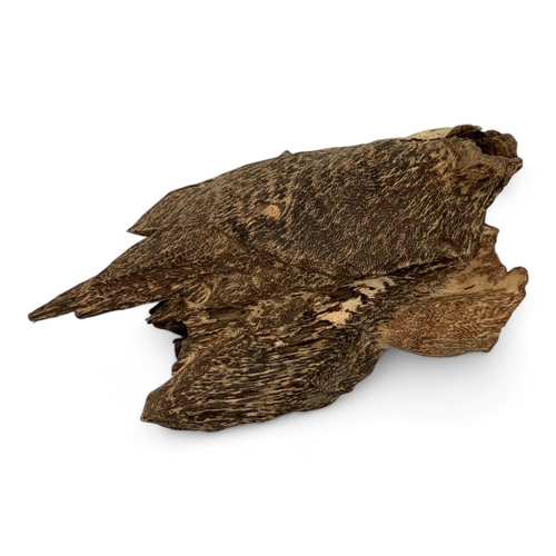 988 - A collector's piece: An Aquilaria Malaccensis Agarwood Sculpture, high quality large Natural Agarwoo... 