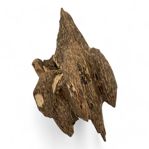 988 - A collector's piece: An Aquilaria Malaccensis Agarwood Sculpture, high quality large Natural Agarwoo... 