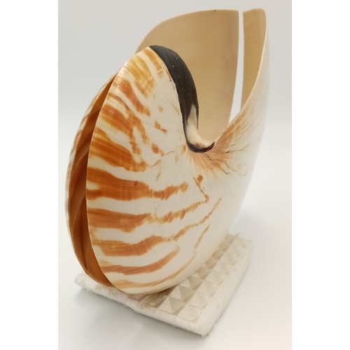 62 - The pinnacle of evolutionary design: A mature specimen of Nautilus pompilius cut in half to exhibit ... 