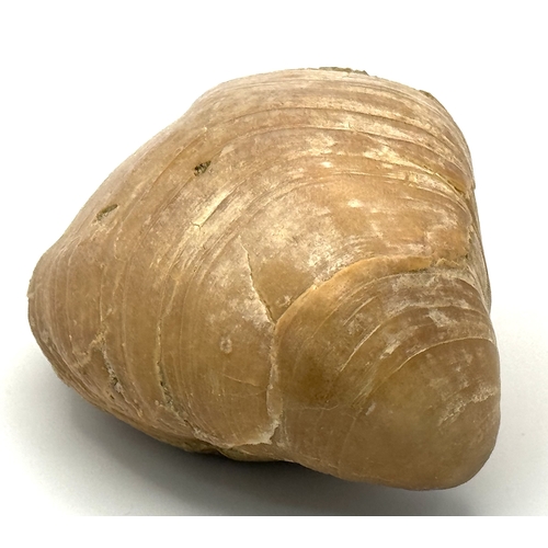 167 - A pair of rare and very collectible Brachiopods Terebratula ampulla (Brocchi 1814) from Northern Mil... 