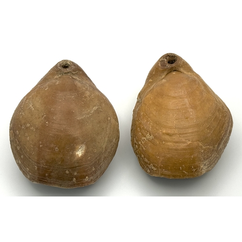 167 - A pair of rare and very collectible Brachiopods Terebratula ampulla (Brocchi 1814) from Northern Mil... 