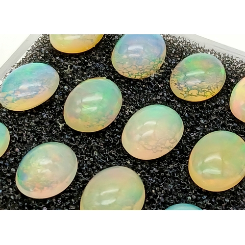 206 - A dozen of top quality, Australian, oval cabochon OPALS, dimensions: 9 x 7 mm, exhibiting excellent ... 