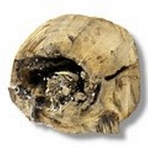 1078 - A Natural Agarwood Root abstract Sculpture. The natural agarwood fragrance is well known for its pur... 