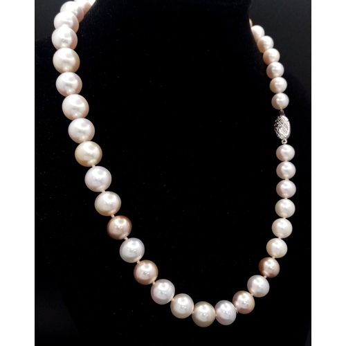 59 - A White, Gold and Pink Overtone freshwater Pearl Necklace (possibly Akoya). Beads 8-12mm. 18K White ... 