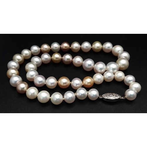 59 - A White, Gold and Pink Overtone freshwater Pearl Necklace (possibly Akoya). Beads 8-12mm. 18K White ... 