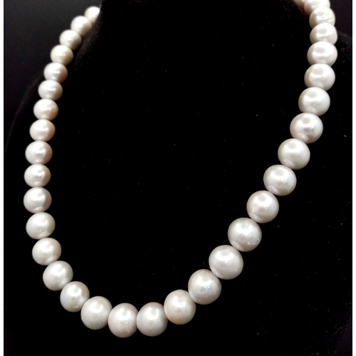 Lot 597       