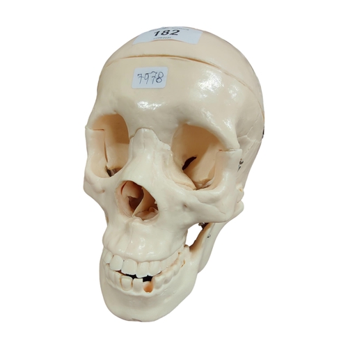 182 - REPRODUCTION SKULL