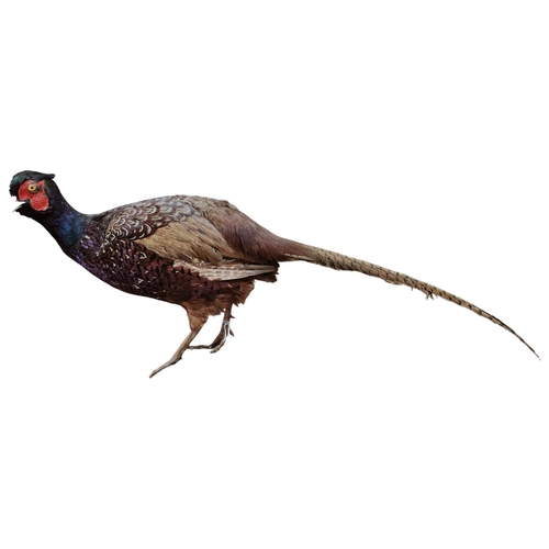 10 - TAXIDERMY PHEASANT