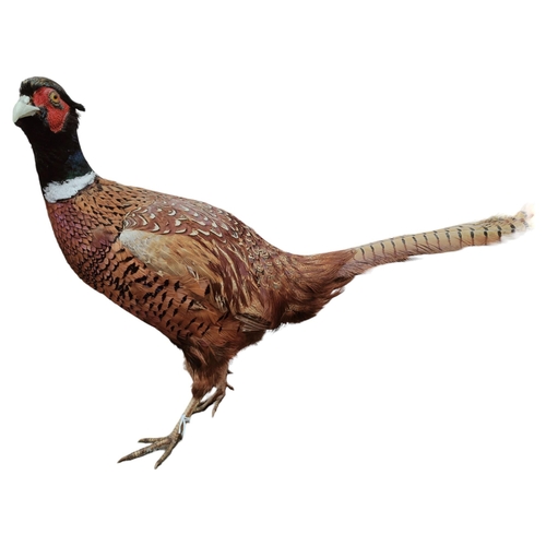 12 - TAXIDERMY PHEASANT