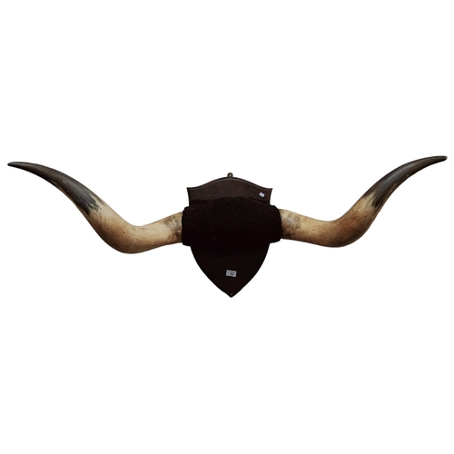 16 - LARGE SET OF MOUNTED BULL HORNS ON WOODEN SHIELD - 42 INCHES WIDE