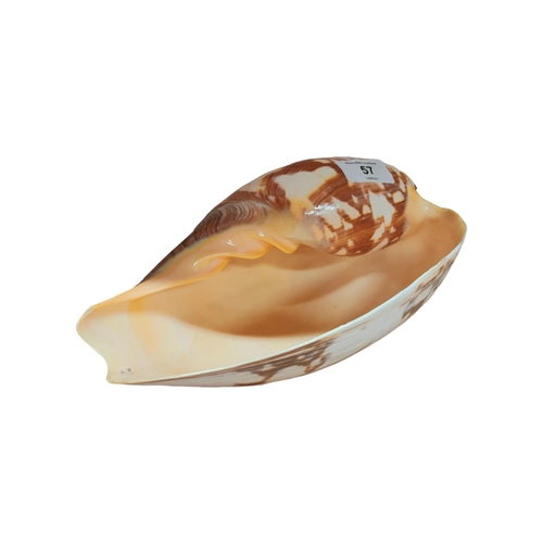 57 - CONCH SHELL