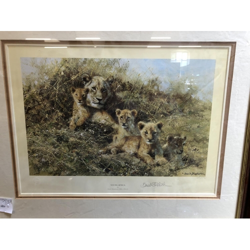 162 - David Shepherd Signed Print - Young Africa