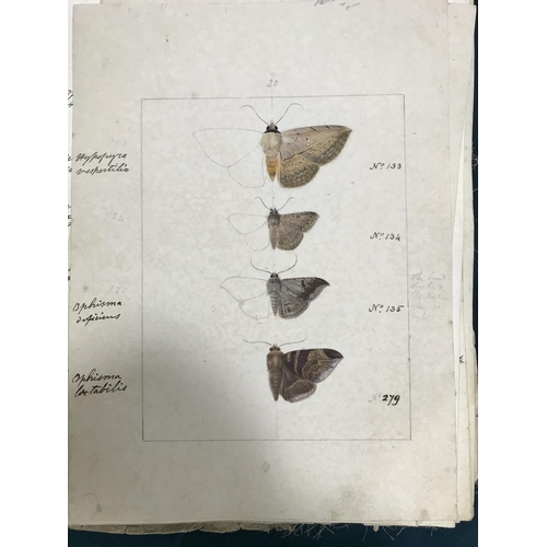 151 - Ceylon Heterocera. A group of 39 pencil and watercolour studies of the moths of Ceylon, multiple spe... 