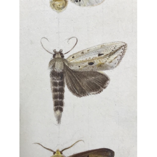 151 - Ceylon Heterocera. A group of 39 pencil and watercolour studies of the moths of Ceylon, multiple spe... 