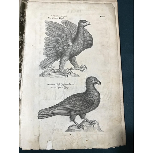 177 - Willughby, Francis. Ornithologiae Libri Tres, first edition, 72 [of 77] engraved plates only, plates... 