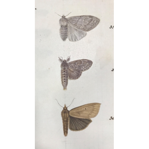 151 - Ceylon Heterocera. A group of 39 pencil and watercolour studies of the moths of Ceylon, multiple spe... 