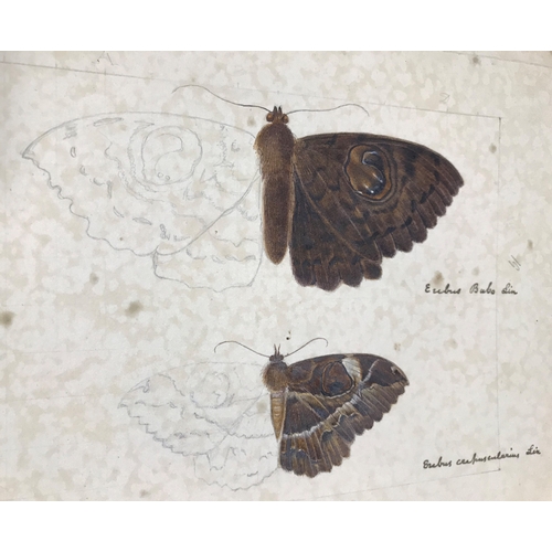 151 - Ceylon Heterocera. A group of 39 pencil and watercolour studies of the moths of Ceylon, multiple spe... 