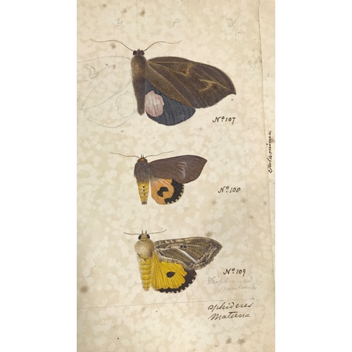 151 - Ceylon Heterocera. A group of 39 pencil and watercolour studies of the moths of Ceylon, multiple spe... 