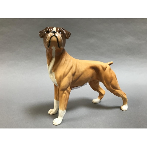 7A - Royal Doulton Boxer Dog