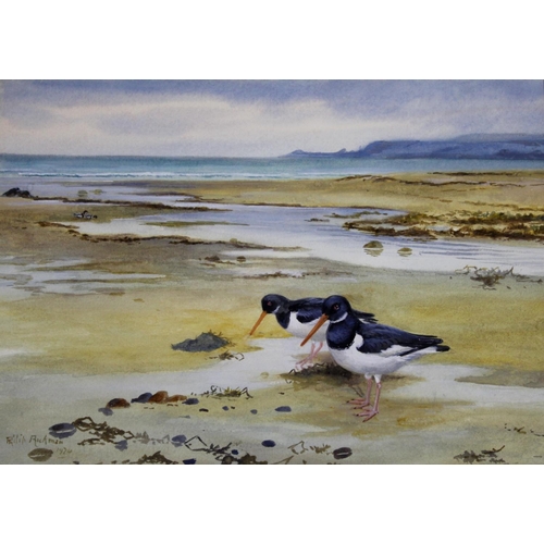 777 - PHILIP RICKMAN (1891-1982) OYSTERCATCHERS Signed and dated 1974, watercolour and gouache 27 x 38cm.... 