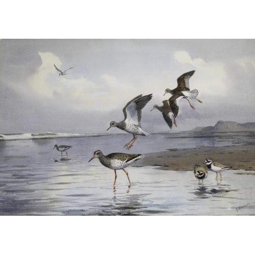 781 - JOHN CYRIL HARRISON (1898-1985) REDSHANK AND PLOVER Signed, watercolour and pencil 38 x 55.5cm. ++ ... 