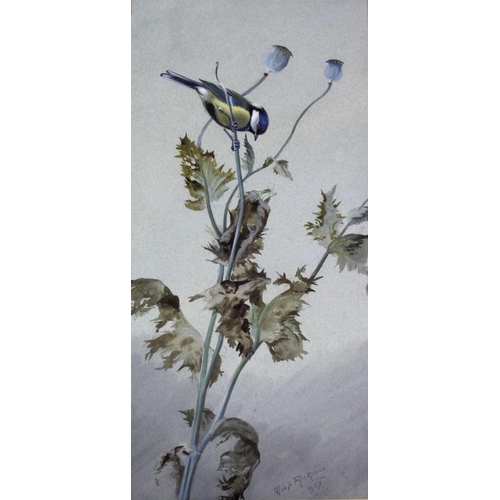 778 - PHILIP RICKMAN (1891-1982) GREAT TIT ON POPPY SEED Signed and dated 1967, watercolour and gouache o... 