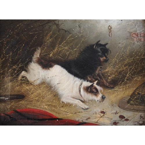 551 - EDWARD ARMFIELD (1817-1896) TERRIERS RATTING A pair, both signed oil on canvas Each 29 x 39cm. (2) +... 