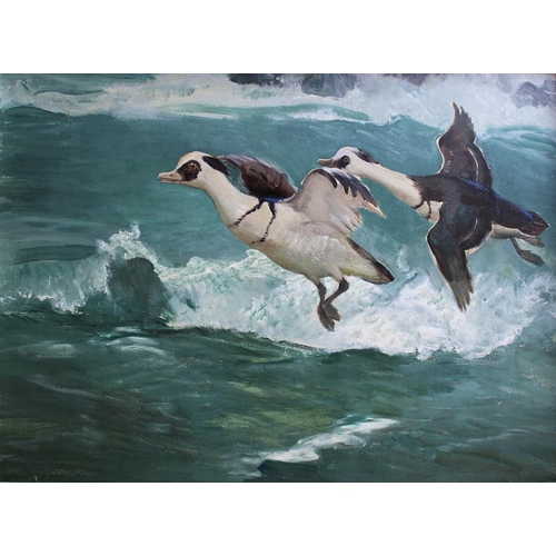 667 - CHARLES WALTER SIMPSON (1885-1971) SMEW (from `WILD BIRD SERIES`, no.55) Signed, oil on board 53 x ... 