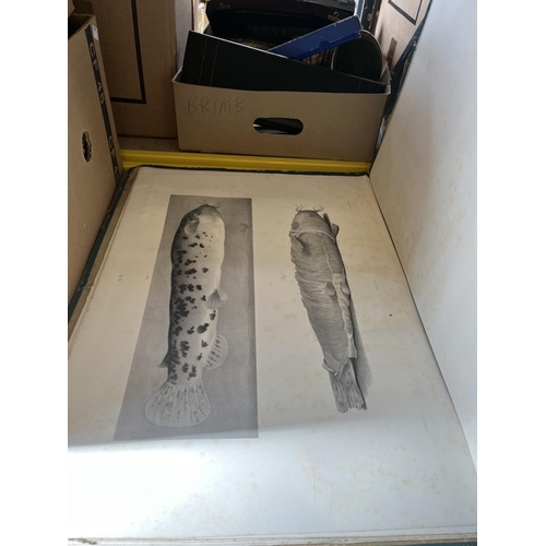 208 - A J Jobert, Folio of II Lithographs, 'Poissons Electriques', and a Print of a Ray, Framed