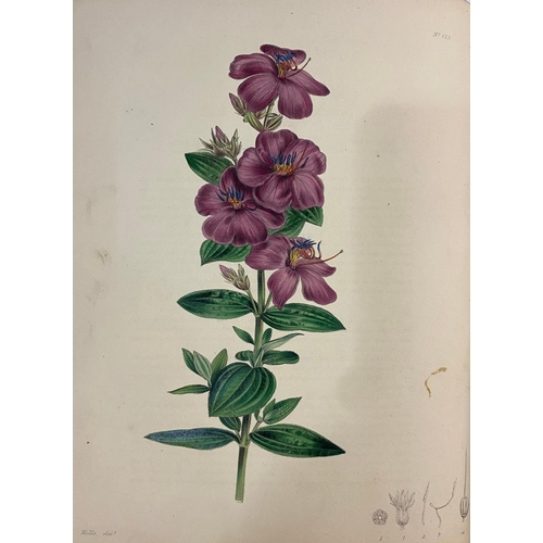 124 - G. B. KNOWLES AND F. WESTCOTT. The Floral Cabinet, volume 2, 1838. G. B. Knowles and F. Westcott. Th... 