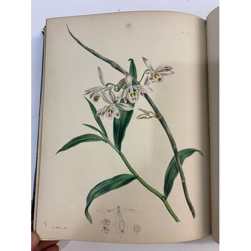 124 - G. B. KNOWLES AND F. WESTCOTT. The Floral Cabinet, volume 2, 1838. G. B. Knowles and F. Westcott. Th... 