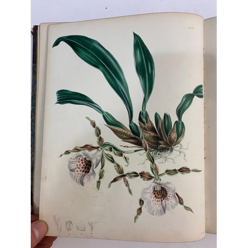 124 - G. B. KNOWLES AND F. WESTCOTT. The Floral Cabinet, volume 2, 1838. G. B. Knowles and F. Westcott. Th... 