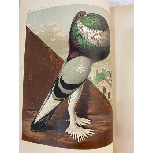 128 - ROBERT FULTON. The Illustrated Book of Pigeons, c. 1885. Robert Fulton. The Illustrated Book of Pige... 