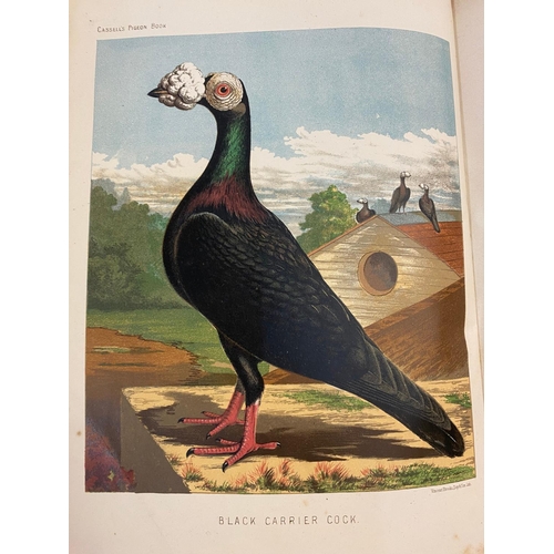 128 - ROBERT FULTON. The Illustrated Book of Pigeons, c. 1885. Robert Fulton. The Illustrated Book of Pige... 