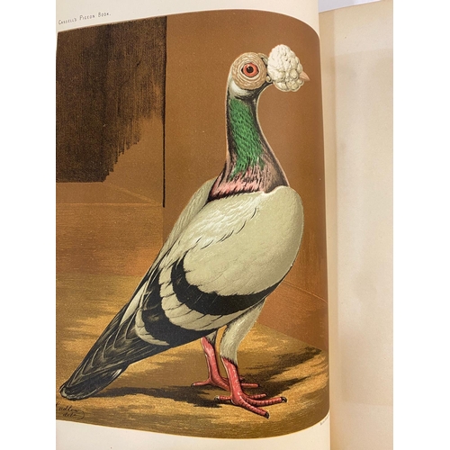 128 - ROBERT FULTON. The Illustrated Book of Pigeons, c. 1885. Robert Fulton. The Illustrated Book of Pige... 