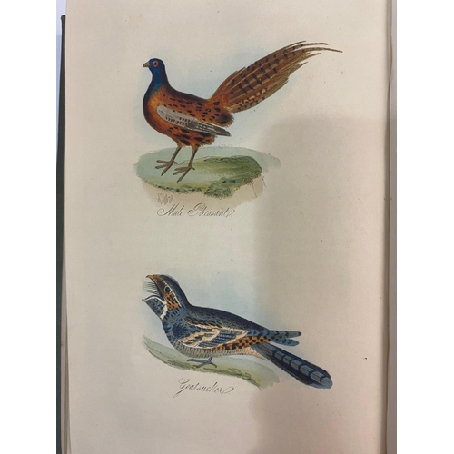 131 - ROBERT MUDIE. The Feathered Tribes of the British Islands, 2 volumes, 1841. Robert Mudie. The Feathe... 