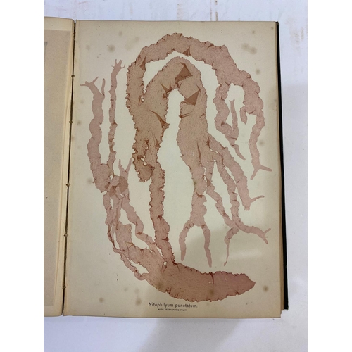 133 - JAMES COOK. Beautiful Seaweeds, 1877-1880. James Cook. Beautiful Seaweeds, Illustrated by Natural Sp... 